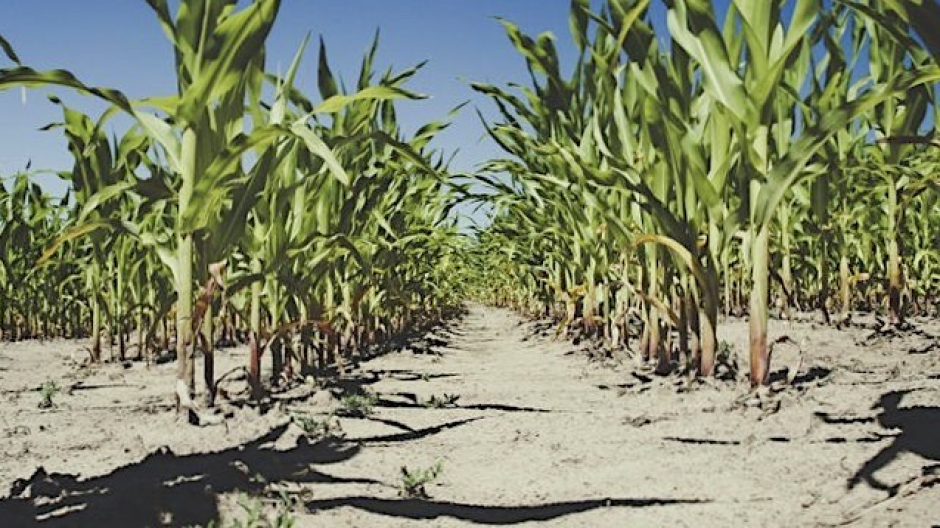 Coldiretti Piemonte, siccità: a rischio la produzione agroalimentare